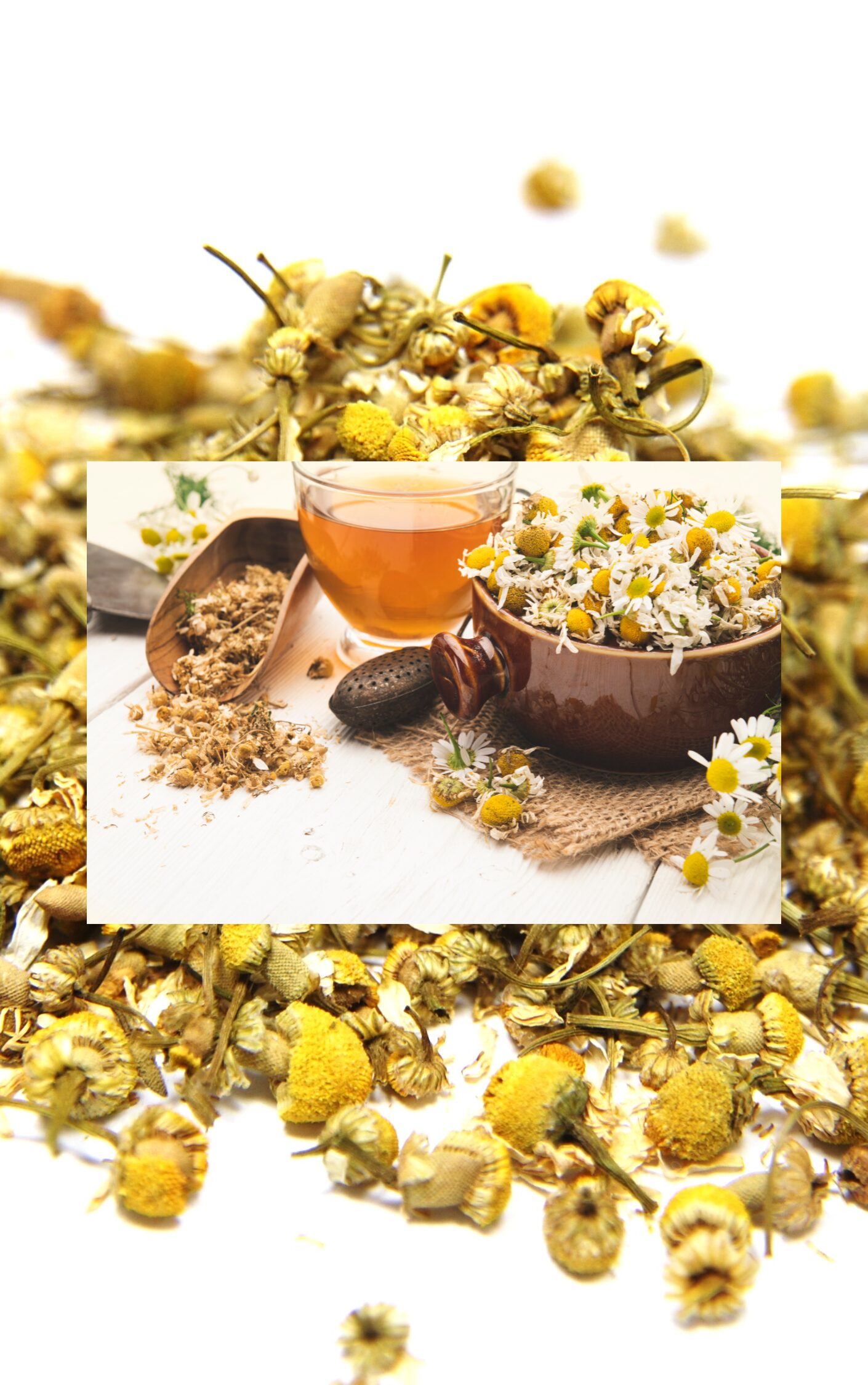 Herbs: Passionflower (Chamomile)